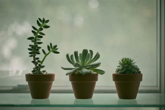 7 Simple Tips to Keep Your Indoor Plants Healthy and Thriving