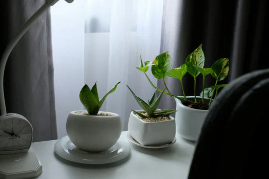 How to Choose the Perfect Pot or Planter for Your Plants